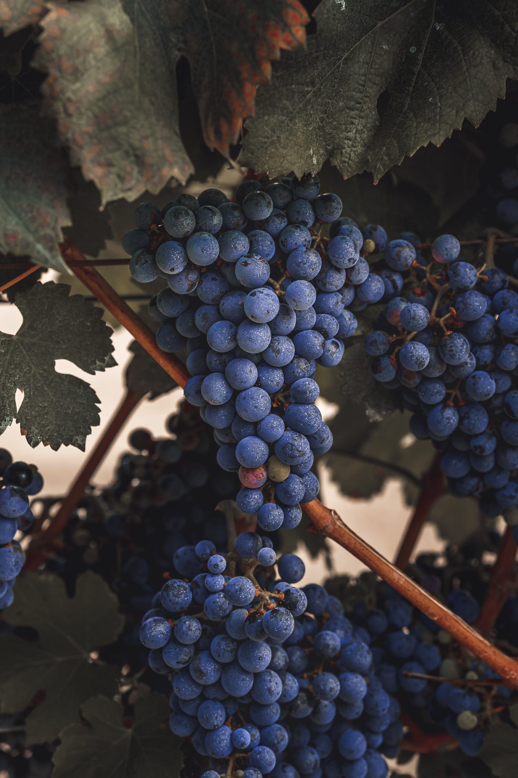 Gå på opdagelse i smagen af rødvin: Lær om druesorterne Cabernet Franc, Merlot, Grenache og Syrah